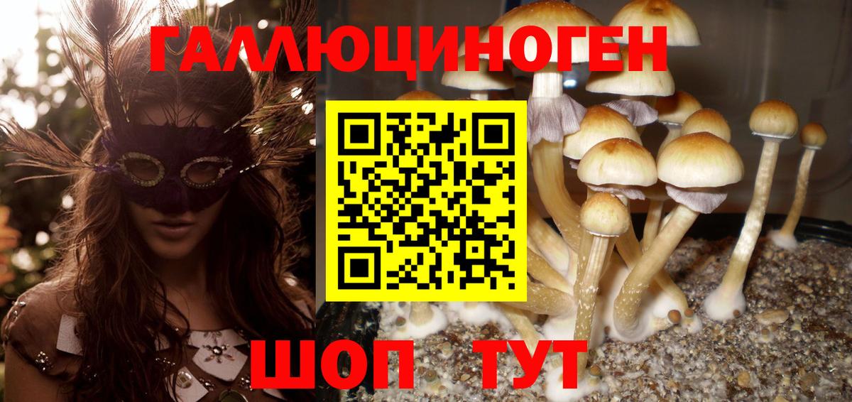 Псилоцибиновые грибы прущие грибы  Вход с VPN  Баксан 